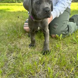 Iris - Gray female Cane Corso puppy in Delta Junction, Alaska from Last Frontier Cane Corsos