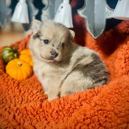 Whiskey - Merle male Pomsky puppy in Greenville, South Carolina from Thicketty Mountain Pomskies