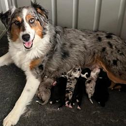 Storm - Blue merle female Australian Shepherd puppy in Hemet, California from Perfect Companion Aussie's