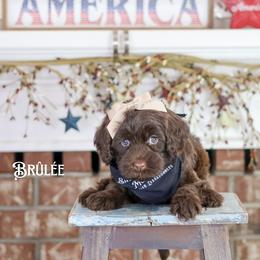 Brûlée - Chocolate female Australian Labradoodle puppy in Redding, California from Shasta Royal Monroe Puppies