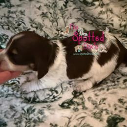 Chocolate and cream pie male with ticking - Chocolate and cream male Dachshund puppy in Scroggins, Texas from The Spotted Doxie