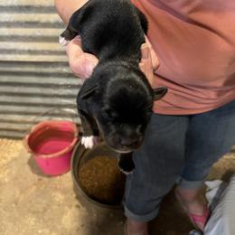 Girl 2 - female Miniature Australian Shepherd puppy in Godley, Texas from Nana and Paws Aussies