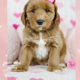 Treasure - Red female Australian Labradoodle puppy in Redding, California from Shasta Royal Monroe Puppies