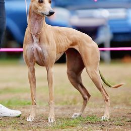 Whippet All Grown Up from Jamminwhippets