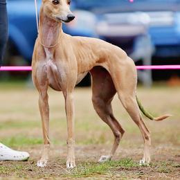 Whippet All Grown Up from Jamminwhippets