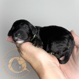 Mr. Green (green collar male) - Phantom male Goldendoodle puppy in Murrieta, California from Apricot Poodles & Goldendoodles, LLC