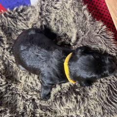 Poodle and Whoodle Puppies from Kalin’s K9s