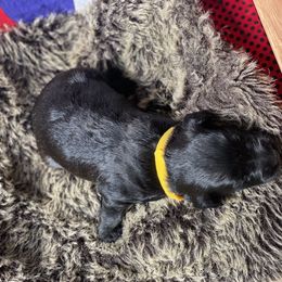 Poodle and Whoodle Puppies from Kalin’s K9s