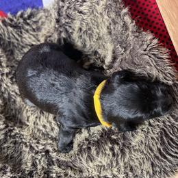 Poodle and Whoodle Puppies from Kalin’s K9s