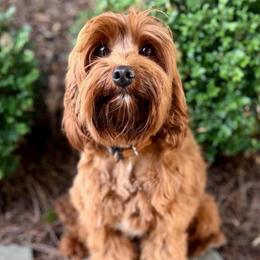 Evie - Australian Labradoodle
