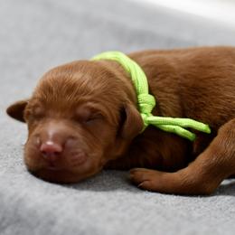 Lime - Dark golden male Golden Retriever puppy in Strawberry Plains, Tennessee from Origins Goldens