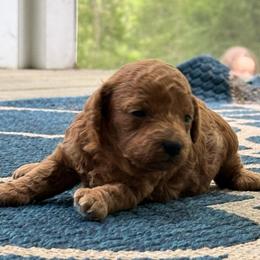 Female 1 - Red  female Poodle puppy in Bettendorf, Iowa from Red Door Poodles