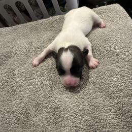 Girl - White black and tan female Papillon puppy in Laveen, Arizona from Poolside Papillons