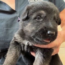 Juergen - Black and tan male German Shepherd puppy in Purcellville, Virginia from Firelight Farm
