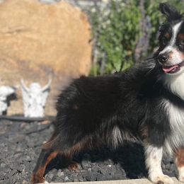 Louie - Toy Australian Shepherd
