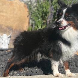 Louie - Toy Australian Shepherd