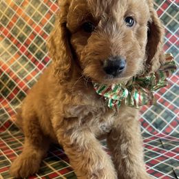 Assorted Doodle Crosses and Goldendoodle Puppies from Little Acre Doodles