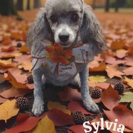 Sylvia - Poodle