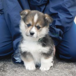 Pembroke Welsh Corgi Puppies from Salt Creek Farm Dogs