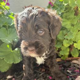 Girl 4 - Chocolate female Australian Labradoodle puppy in Sacramento, California from Delta Breeze Labradoodles