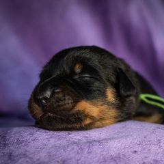 Plague - Black and rust male Beauceron puppy in Medina, Ohio from Beaucerons Des Vents