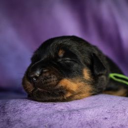 Plague - Black and rust male Beauceron puppy in Medina, Ohio from Beaucerons Des Vents
