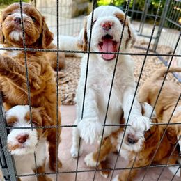 Goldendoodle Puppies from Halo Doodles