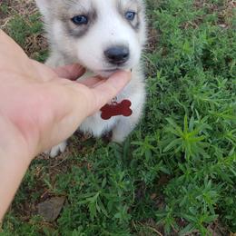 German Shepherd and Siberian Husky Puppies from Sininger Lagoon