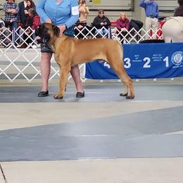 Mastiff All Grown Up from Rahas Mastiffs