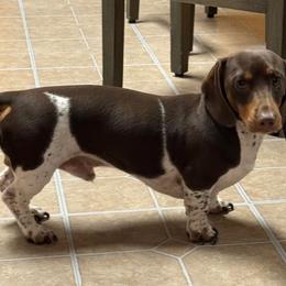 Chip - Dachshund