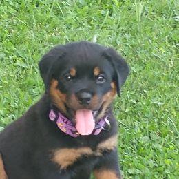 Rottweiler Puppies from Vom Wesburg Rottweilers