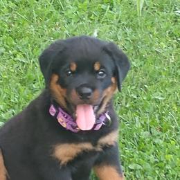 Rottweiler Puppies from Vom Wesburg Rottweilers