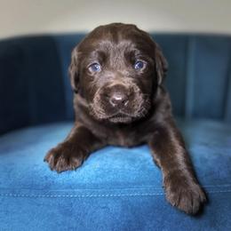 Light Blue Collar - Chocolate male Labrador Retriever puppy in Somerset, California from Cantina Labs and Cavs