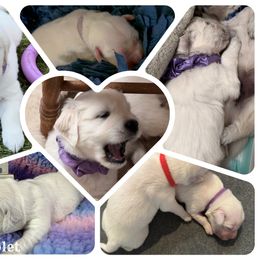 Ms Violet - Light golden Golden Retriever puppy in Denton, Texas from Farley Goldens