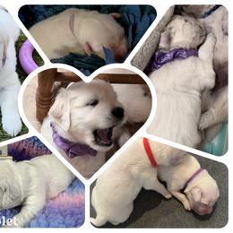 Ms Violet - Light golden Golden Retriever puppy in Denton, Texas from Farley Goldens