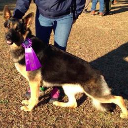 German Shepherd All Grown Up from Kaeginart's GSD