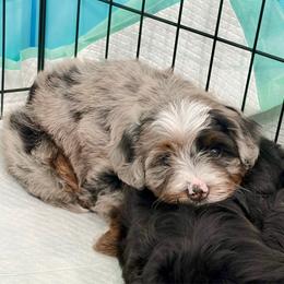 Skywalker - Blue merle male Bernedoodle puppy in Ogden, Utah from Salty Point Doodles