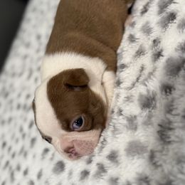Red female - Red female Boston Terrier puppy in Madera Acres, California from Muggin Bostons Terriers and Mini Dachshund