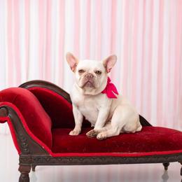 Snow - French Bulldog