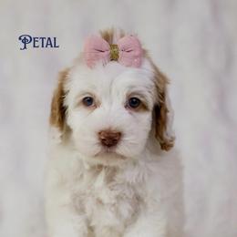 Petal - Caramel female Australian Labradoodle puppy in Redding, California from Shasta Royal Monroe Puppies
