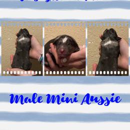 Grinch - Blue merle male Miniature Australian Shepherd puppy in North Lakeport, California from Wild Rose Ranch