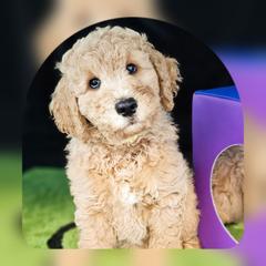 Hank (Yellow Collar) - Apricot male Double Doodle puppy in Harris County, Texas from Cute & Curly Doodles