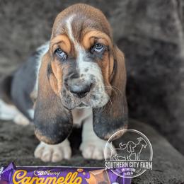 Caramello - Black brown and white male Basset Hound puppy in Talbotton, Georgia from Southern City Bassets