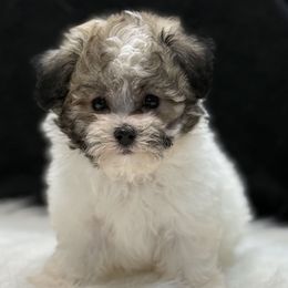 Bernardo - Parti male Maltipoo puppy in Lebanon, Kentucky from Mosaic Merle Doodles