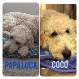 Goldendoodle Puppies from Lu Doodles