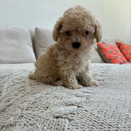 Green boy - Apricot male Poodle puppy in Maricopa, Arizona from La Petite poodle