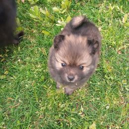 Bruizer - Black and tan parti Pomeranian puppy in Wanette, Oklahoma from Council Creek Cuties