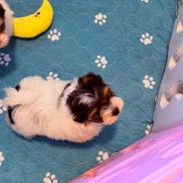 Cooper - Black tan and white male Biewer Terrier puppy in Louisiana from Maddylane Biewer Terriers