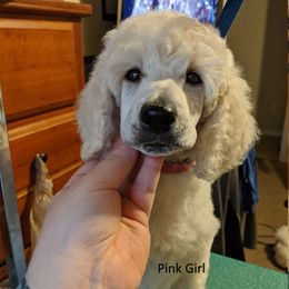 Poodle Puppies from LaTerra Cove Poodles