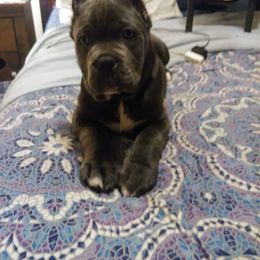"Diamond" Cane Corso Puppies from Michelle Jackson
